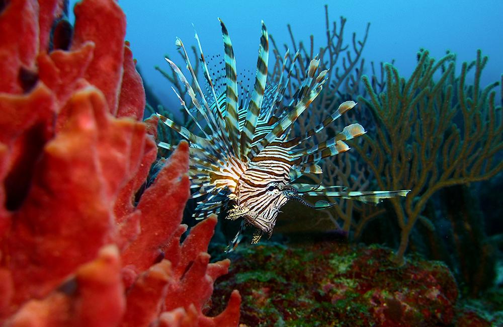 Belize Marine Education & Conservation Project
