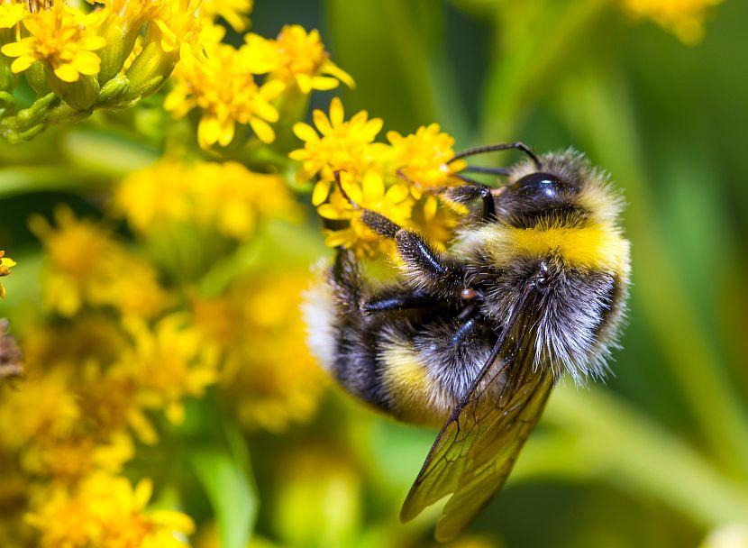 Bumble Bee On A Flower