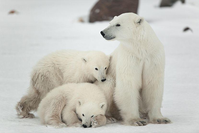 Baby Polar Bear