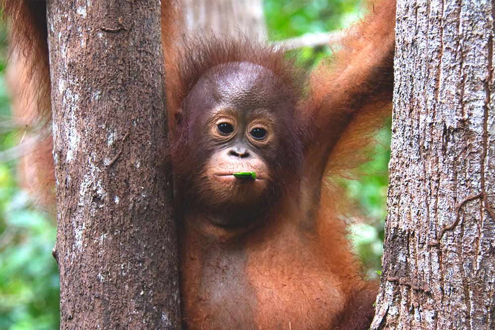 Orangutan in Tree