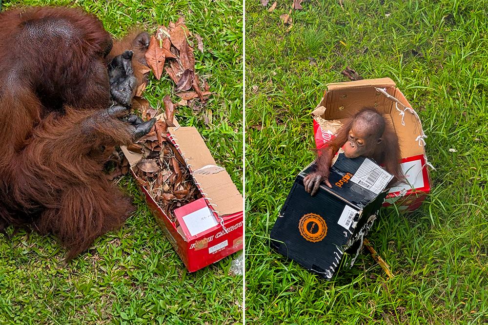 Orangutans with Box Enrichment Made by Volunteers