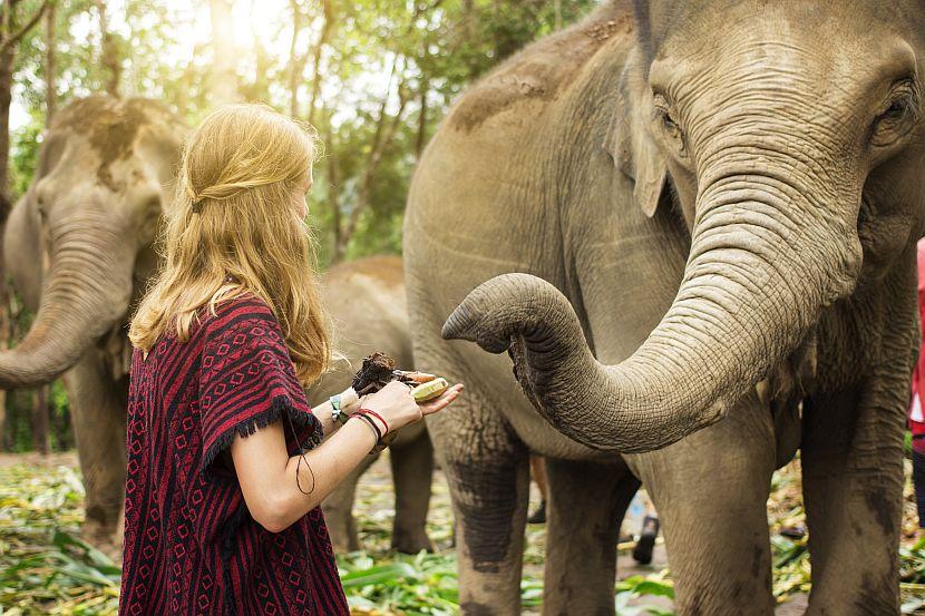 Feeding an elephant