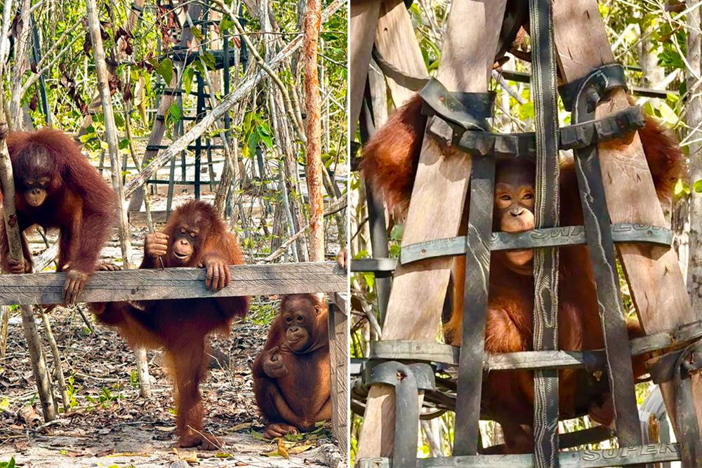 Baby Orangutans at the Playground After Jungle School