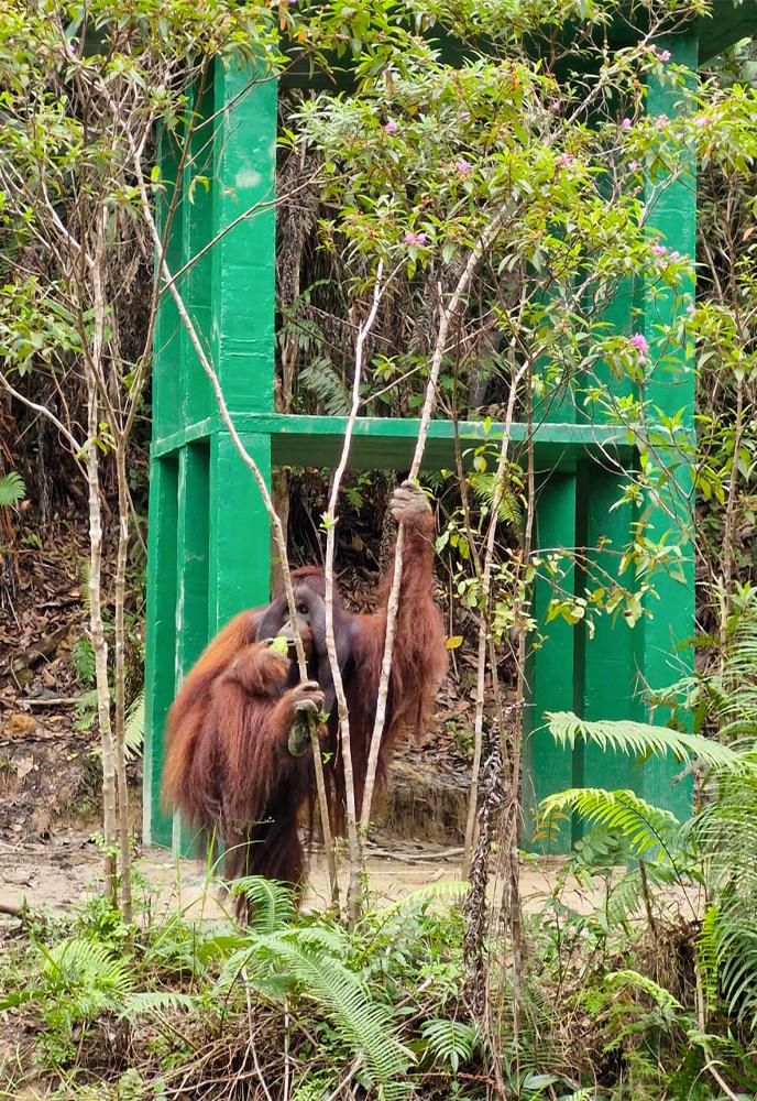 Orangutan Jeffrey