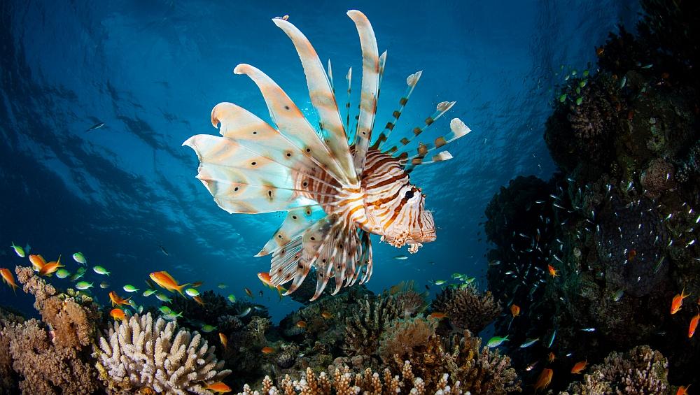 Invasive Lionfish Appearance