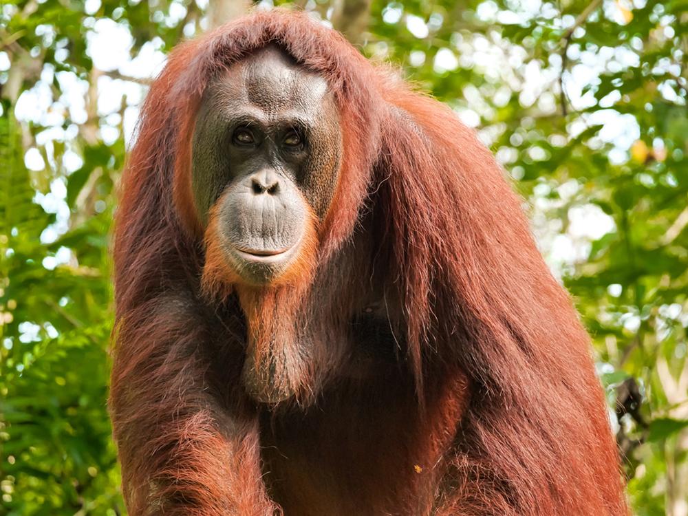 Orangutan at Samboja Lestari