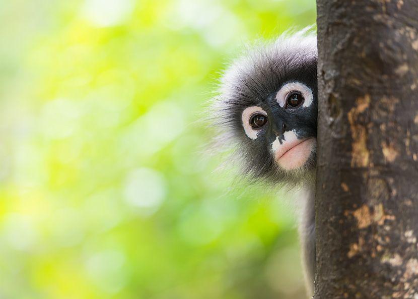 Dusky leaf monkey