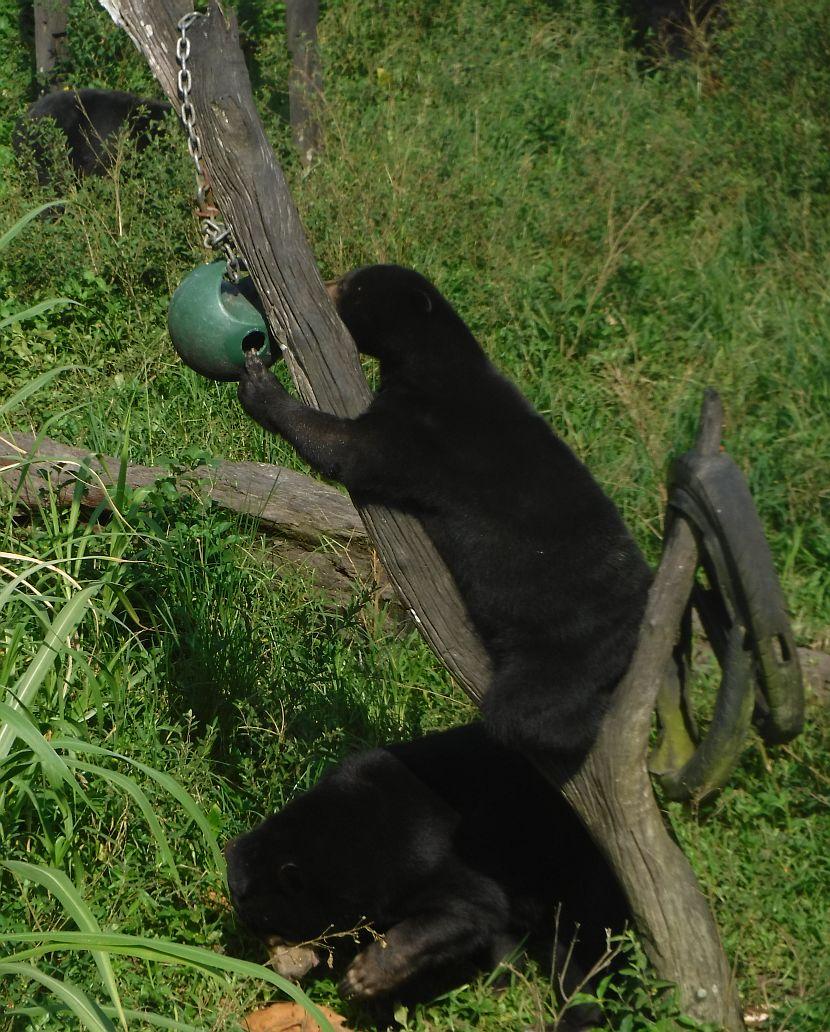 Sunbear in Borneo