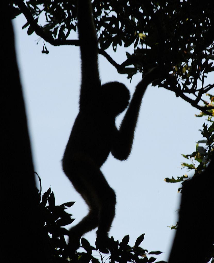 Eastern Black Crested Gibbon