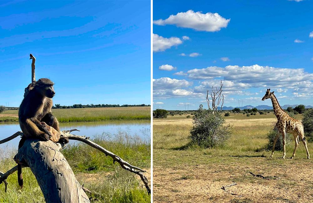 Giraffe and baboon on Reserve