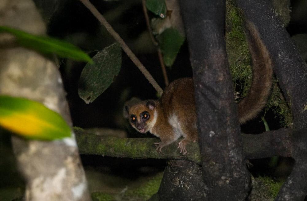 Photo of a Sibree Dwarf Lemur - Credit to F Wiesner